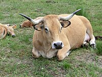 Une vache de race Aubrac.