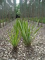 Ananas comosus var. erectifolius