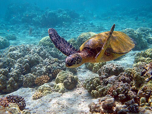 Schwimmende Suppenschildkröte vor Hawaii