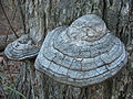 37 Fomes fomentarius