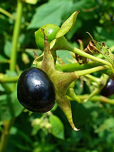 Beladono (Atropa belladonna), el la familio de la solanacoj, produktas interalie atropinon, kiu estas antagonisto sur la muskarinaj ricevantoj