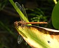 Male common darter, Sympetrum striolatum