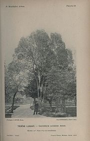 Un homme en costume sombre et chapeau pose devant des arbres dans l'allée d'un parc.