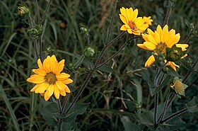 Silphium radula