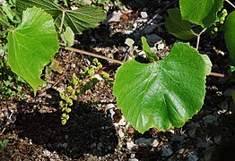 Vitis berlandieri, feuilles et fruit