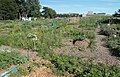 Le jardin communautaire.