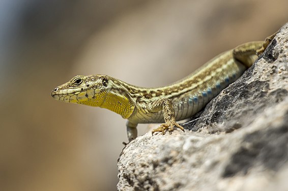 Local reptile (Podarcis filfolensis ssp. maltensis). Photograph: Bry.Priest