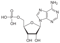 Skeletal formula of AMP