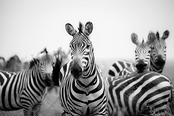 Zebra black and white Photographer: Samson Kapinga