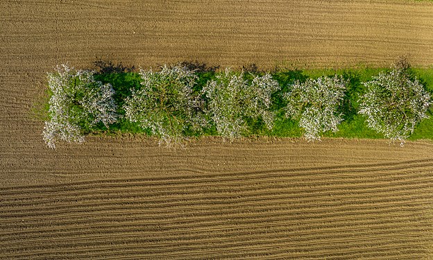 LANDSCAPE: Aerial view Cherry orchard near Wannbach in Franconian Switzerland Photograph: Ermell