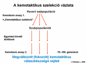 Chemotactic selection