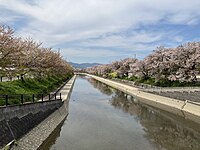 前川堤の桜並木