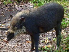 Un cinghiale barbato del Borneo (Sus barbatus), specie endemica di Filippine, Sumatra e Borneo.