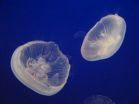 Korvameduusa (Aurelia aurita)