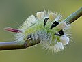 23 Calliteara pudibunda caterpillar