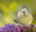 28 Pieris brassicae