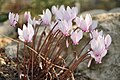 Cyclamen africanum