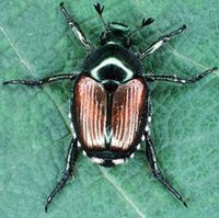 Japanese beetle adult