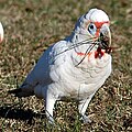 Ormányos kakadu (Cacatua tenuirostris)