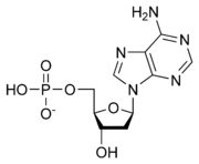 Deoxyadenozínmonofosfát