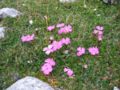 Dianthus alpinus, Großer Pyhrgas, Oberösterreich