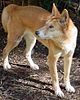 Dingo (Canis lupus dingo)