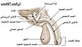 تكوين القضيب