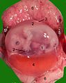 Opened uterus with cat fetus in midgestation: 1 umbilicus, 2 amniotic sac (chorion and amnion), 3 allantois