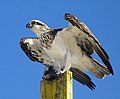 Águia-pescadora (Pandion haliaetus)