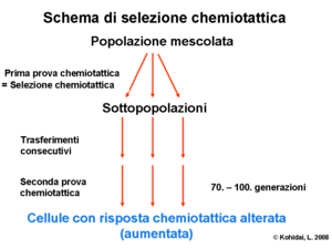 Schema di selezione chemiotattica