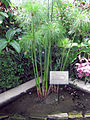 Cyperus papyrus (Papyrus plant)