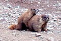 Marmota (marmot)