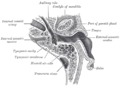 Horizontal section through left ear; upper half of section