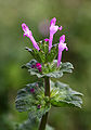 69 Lamium amplexicaule