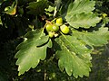 Les glands du chêne sessile n'ont pas de pédoncule (ils sont accrochés sur les rameaux), alors que les feuilles ont un pétiole marqué.