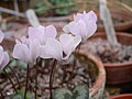 Cyclamen intaminatum