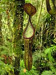 Nepenthes copelandii, a pitcher plant endemic to the mountains of Mindanao