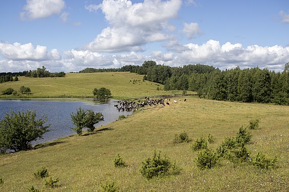 Cows at lake Niespiš in Braslaw Lakes National Park. Photograph: Slarovin