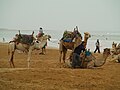 Essaouira (Maroc), dromadaires sur la plage.