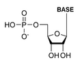 Struttura di un generico ribonucleotide