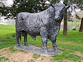 Welsh Black Cattle at Builth Wells