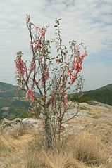 Versierde Baba Marta boom, Bulgarije