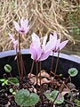 Cyclamen cilicium