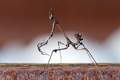 Empusa fasciata, en mycket långsträckt bönsyrsa.