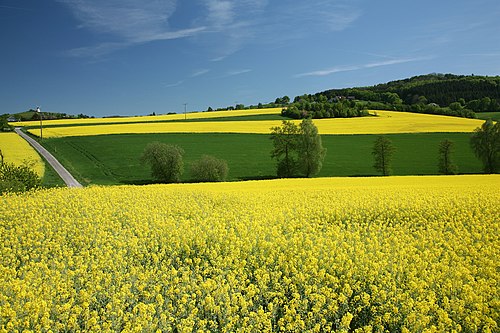 Rapsfeld in Deutschland