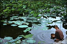 Nelumbo nucifera, de heilige lotus, wortelt in moerasachtige bodem in tropisch en subtropisch Azië