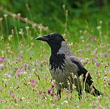 Oiseau noir ressemblant en tous points aux autres montrés ici, sauf qu'il a la nuque et le plastron gris clair.