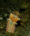 The iridescent skin of a Bobbit worm, Eunice aphroditois