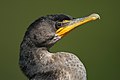 40 Phalacrocorax auritus