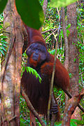 Un maschio di orango (Pongo pygmaeus) nel centro di riabilitazione di Camp Leakey.